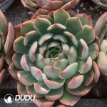 Echeveria christmas night Brushed Variegated
