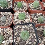 Asclepiadaceae-Pseudolithos migiurtinus