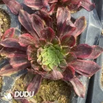 Aeonium Morandi Cutting
