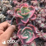 Echeveria Ballroom Red Skirt Variegated Double Head