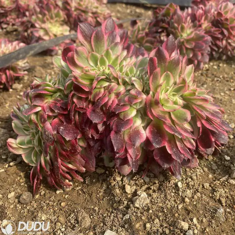 e201-1112.webp Aeonium Red Qingcheng Cristate - Image 1