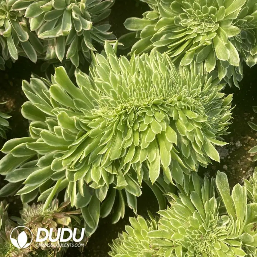 e201-1116.webp Aeonium Ariel Cristate - Image 1