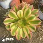 Aeonium Medusa Mutation Clustering