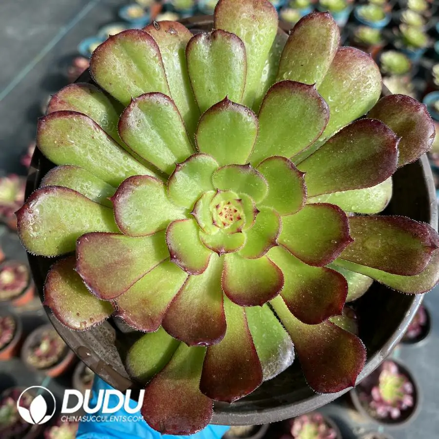 e201-112-1.webp Aeonium Garnet - Image 1