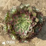 Aeonium Bodhi Clustering/Aeonium Halloween fluorescent Variegated Clustering