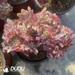 Aeonium Qing Cheng Cristata