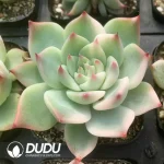 Echeveria Chihuahuaensis Particial Variegated