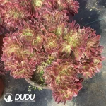 Aeonium Pink Witch Cristata