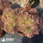 Aeonium Pink Witch Cristata
