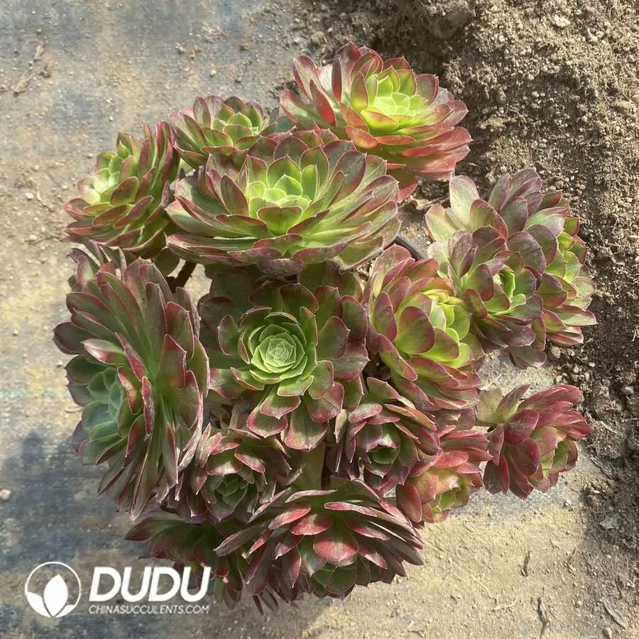 e201-1135.webp 300MM Aeonium Halloween White Variegated Clustering - Image 1