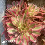 Aeonium Pink Witch Clustering