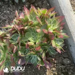 Aeonium Peach Beauty (Green Qing Cheng)