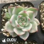 Echeveria Chihuahuaensis Marginata Variegated