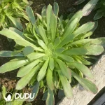 Aeonium Green Huansha Clustering