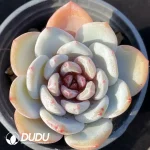 Echeveria Snow Angel