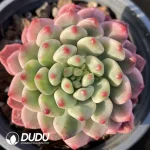 Echeveria Blue Apple Variegated