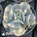 Echeveria Exotic Variegated