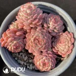 Echeveria Small Red Envelope Clustering