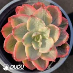 Echeveria No trace Of Tears