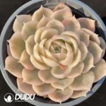 Echeveria Onslow Variegated