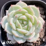 Echeveria Sea Salt Mint