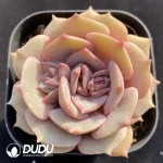 Echeveria Pink Butterfly