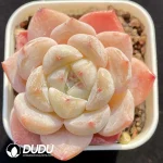 Echeveria Monroe Hybrid