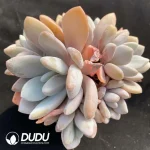 Graptoveria Pink Bunny Cluster