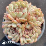 Echeveria Goldfinch Cluster