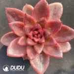 Echeveria Abundant Rose