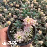 Sedum pachyphyllum Yin-Yang Variegated Clustering