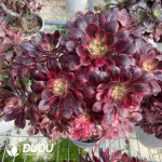 Aeonium Chanel Clustering