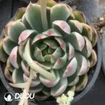 Echeveria Crystal Lovers Variegated