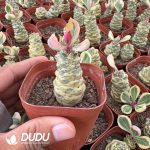 Euphorbia ritchiei alba variegata