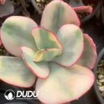 Echeveria Gigantea Variegated