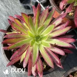 Aeonium Peacock Variegated Clustering