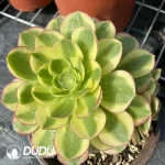 140MM Aeonium Halloween White Variegated Clustering