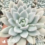 Graptoveria Opalina Variegated