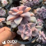 Graptopetalum Purple Delight Variegated Double Head