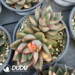 Echeveria Monocerotis Variegated（Double/Three Head）