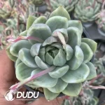 Echeveria Black Crystal Variegated