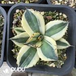 Agave parryi truncata variegated