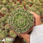 Cactus-Mammillaria baumii Clustering