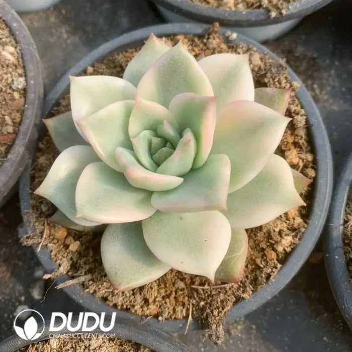 Echeveria premera Variegated - Image 1