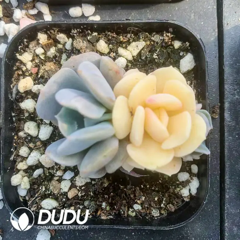 e201-130-1.webp Echeveria Cubic Frost Yin Yang Variegated - Image 1