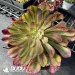 Aeonium Zhurong Clustering