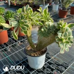 Aeonium Undulatum Cristata NO.1