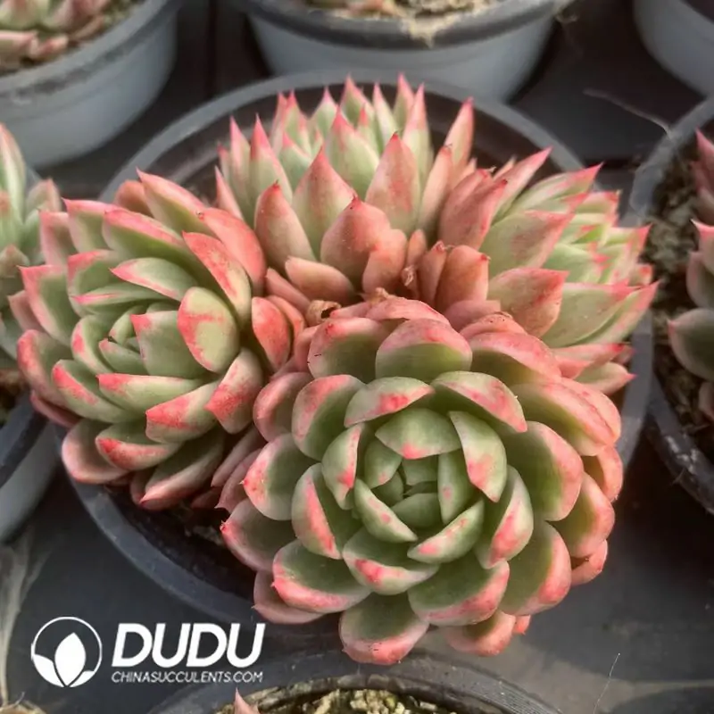 e201-136-1.webp Echeveria Butterfly Flying 4 Heads Variegated Clustering - Image 1