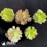 DuDu Aeonium Collocation 8