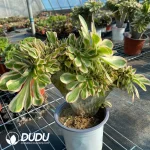 Aeonium Undulatum Cristata NO.4